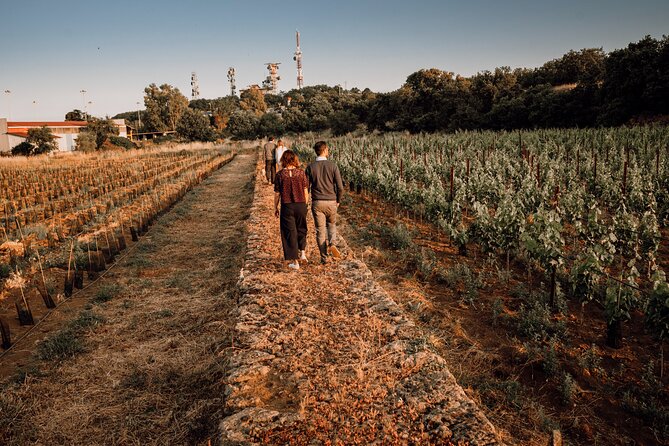 Etna Urban Winery - Tasting With Street Food Platter and Vineyard - Discovering the Etna Region