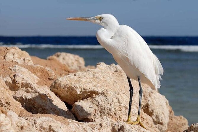 Excursion to Nabq National Park and Oasis Bay Sharm El Sheikh - Transportation and Getting There