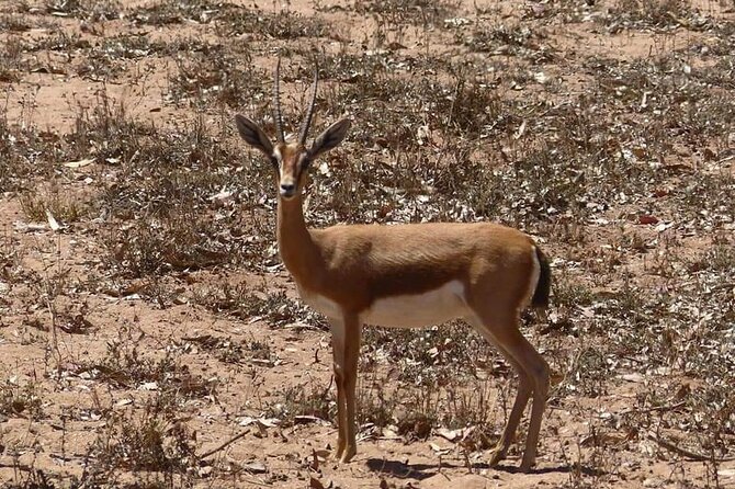 Excursions to the Souss Massa National Park - Whats Included in Your Tour
