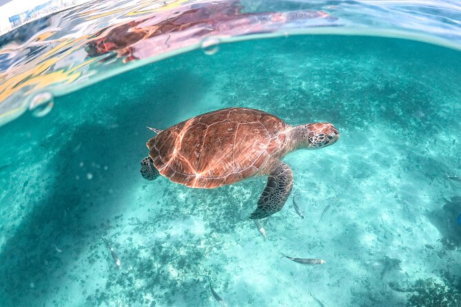 Exotik Half a Day Tour: Cenote Cave and Swimming With Sea Turtles - Inclusions and Exclusions
