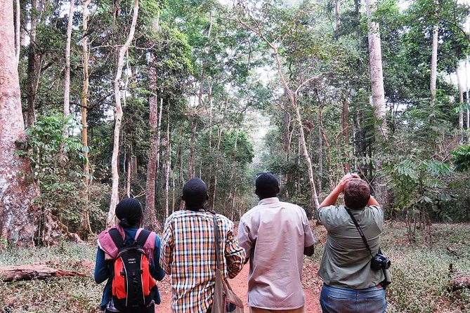 Experience Chimpanzee Trekking in Budongo Forest - Pricing and Inclusions