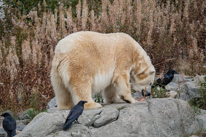 Experience Reindeer Farm and Ranua Wildlife Park in Rovaniemi - Whats Included in the Package