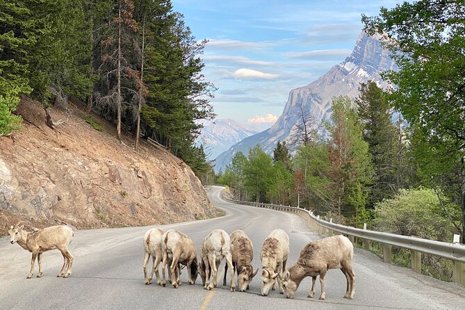 Explore Banff National Park With Our Premium Day Tour - Unique Tour Experience