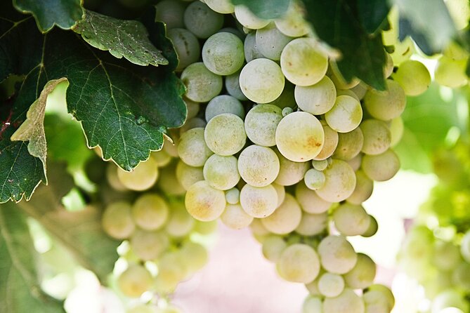 Explore the Secrets of Wine and Olives in Rethymno - Off-Road Adventure in Land Rovers
