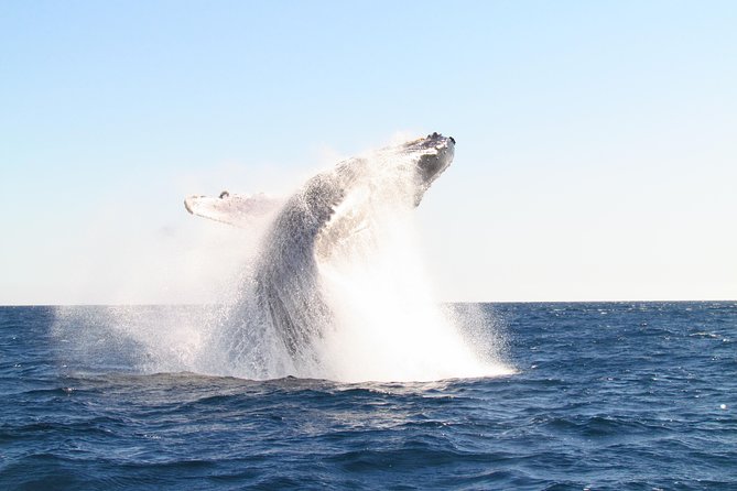 Family BEST Whale Watching Tour - Customer Reviews and Experiences