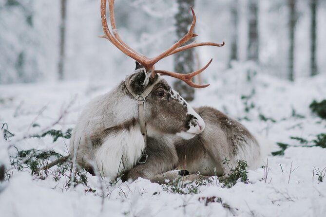 Family Day: Reindeer, Husky and Snowmobiling in Levi - Reindeer Sleigh Ride