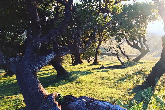 Fanal Forest Private Sunset Hike - Guided Hike Experience