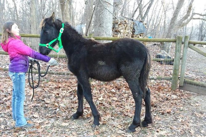 Friesian Herd Tours, Workshops, Classes and Retreats in the Kettle Moraine Area. - Booking and Reservation Details