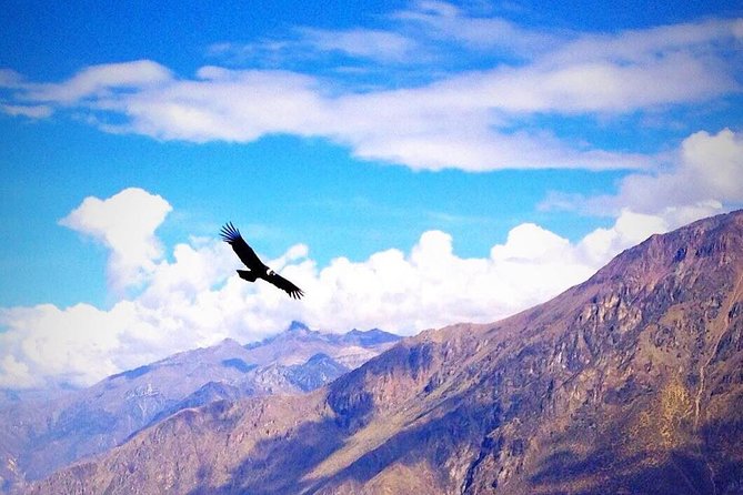 From Arequipa to Colca Canyon and to Puno in 1d - Itinerary Highlights