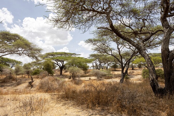 From Arusha : 11-Day Amazing North Tanzania Safari Tour - Pickup and Transportation