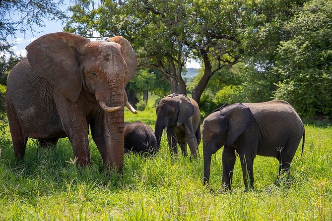 From Arusha: 9 Days Private Guided Classic Game Drive in Tanzania - Accommodations and Meals