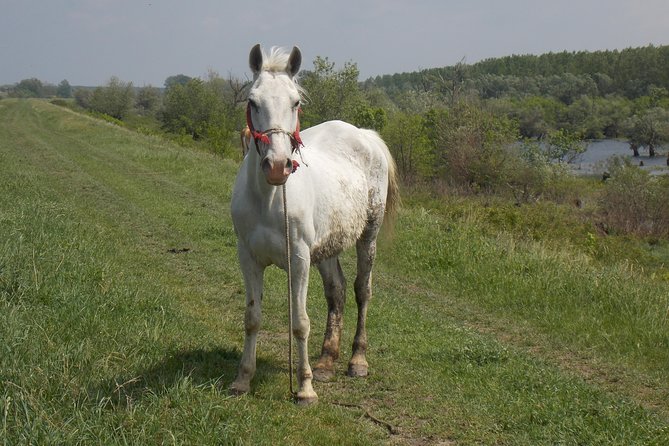 From Belgrade to Pančevo - Into the Wild - Scenic Cycling Through Countryside