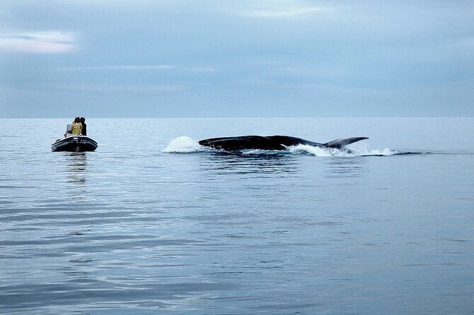 From Cala Gonone: Naturalistic Excursion on a RIB - Activity Inclusions and Accessibility