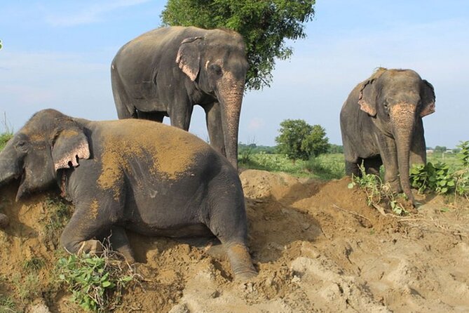 From Delhi : Sunrise Taj Mahal Tour With Elephant Conservation - Itinerary Highlights