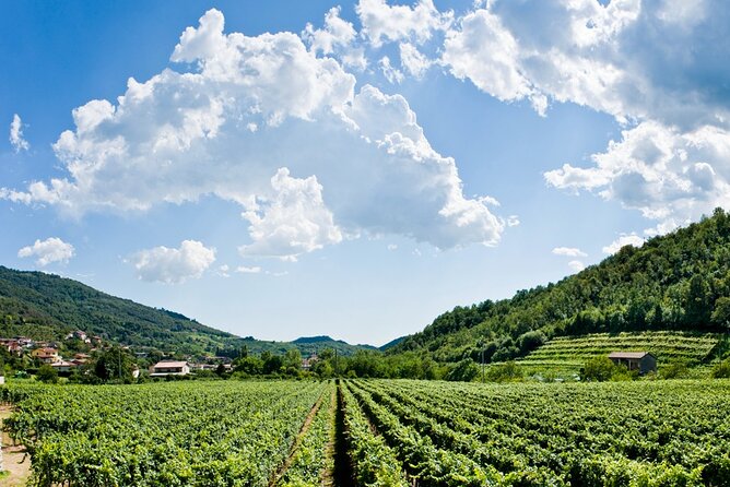 From Milan Full Day in Franciacorta 2 Wineries and Lunch - Transport and Logistics