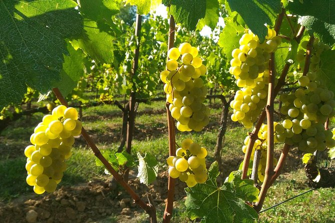 From MILAN Private Franciacorta & Amarone Valpolicella Wine Tour - Accessibility and Participation