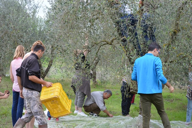 From Olives to Oil: Tasting With Lunch or Dinner - Private Transportation and Meeting Point