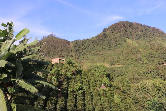 From Seed to Cup - Coffee Experience at La Palma Y El Tucan - Exploring the Coffee Plantation