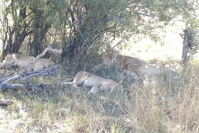 From Victoria Falls: Hwange National Park Day Safari - What to Expect on the Safari
