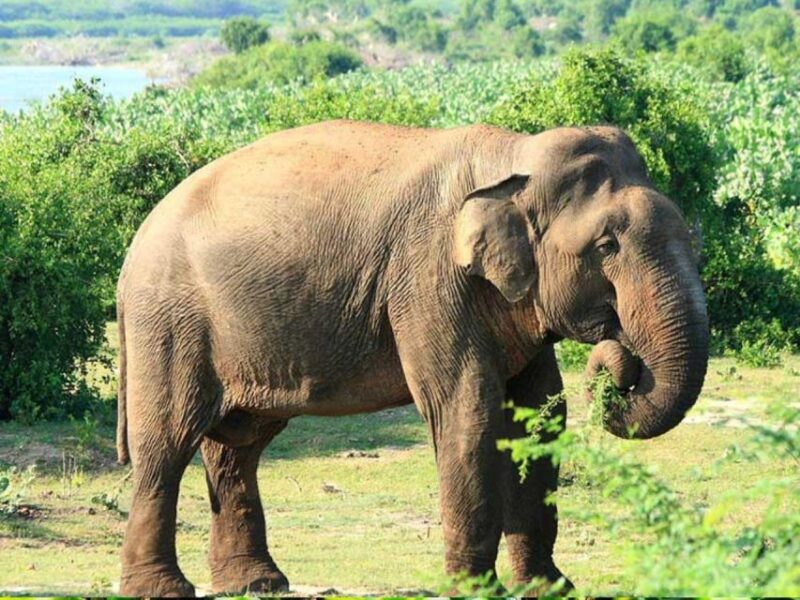 From Yala: Hidden Gems of Bundala National Park - Exploring Bundalas Diverse Ecosystems