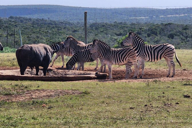 Full Day Addo Park Tours and Safari in South Africa - Culinary Delights During the Tour