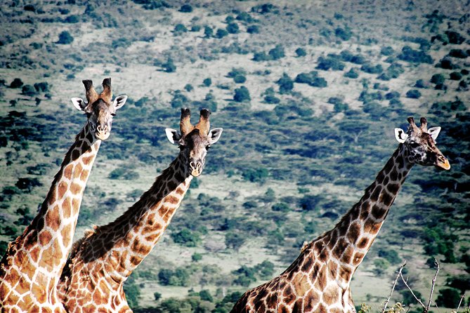 Full-Day Arusha Tarangire National Park Private Tour - Pickup and Transportation
