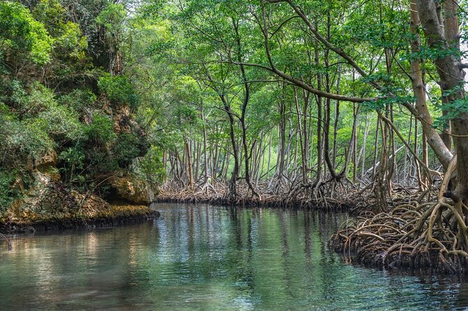 Full-Day at Los Haitises National Park - Inclusions