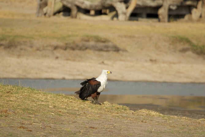 Full Day Birding Zambezi National Park Includes Picnic Lunch - Pickup Information