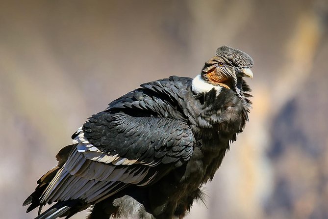 Full Day Condor Viewpoint & Inca Sites Tour - Private Service - Meeting and Pickup