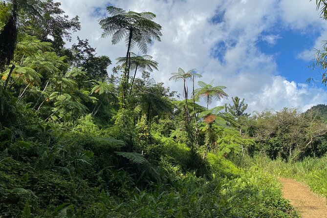 Full-Day El Yunque Rainforest and Old San Juan Tour From Luquillo - Activities in the Rainforest