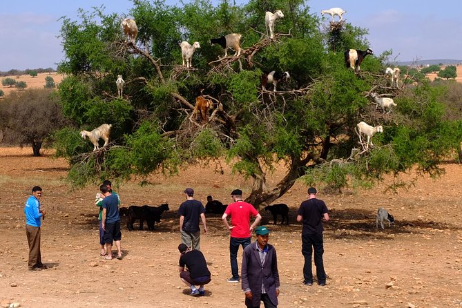 Full-Day Essaouira Excursion From Agadir - Meeting and Pickup Information