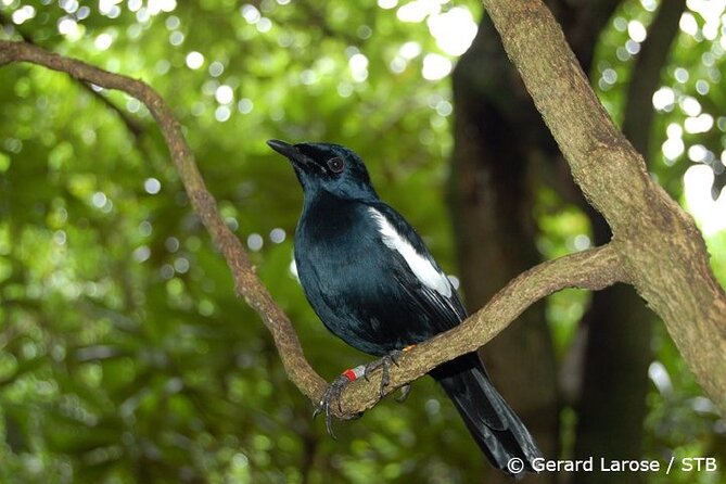 Full Day Excursion of Cousin, Curieuse and St Pierre Islands From Praslin Island - Inclusions and Pricing Details