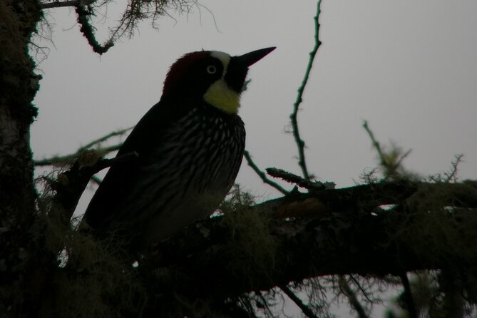 Full Day Hiking and Bird Watching at Savegre River San Gerardo Near to San Jose - Included Experiences