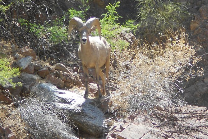 Full-Day Inner Canyon River Tour to the Bottom of Grand Canyon - Activities and Experiences