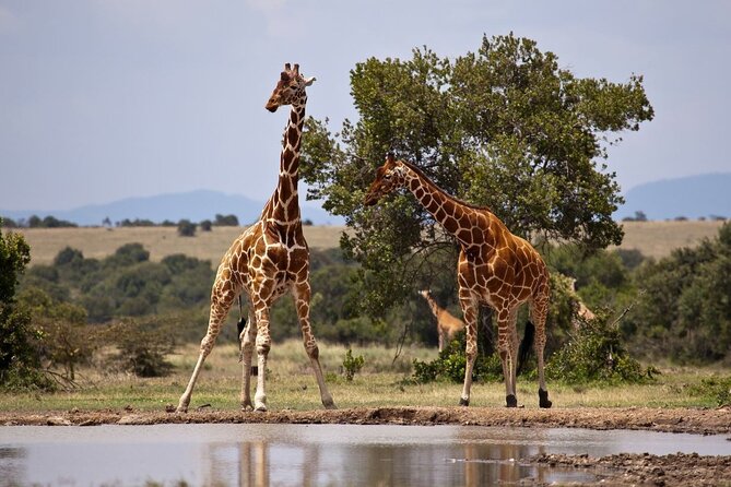 Full Day Isimangaliso Wetlands Park -Croc & Hippo &Game Fr Durban - Pickup and Start Information