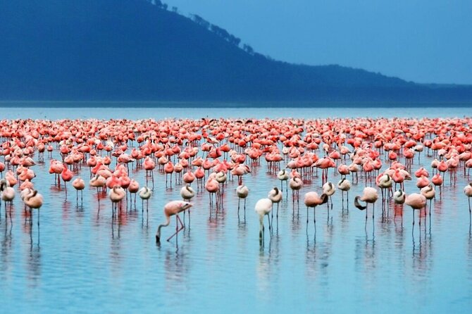 Full-Day Lake Nakuru National Park Private Tour From Nairobi - Pickup and Drop-off Details