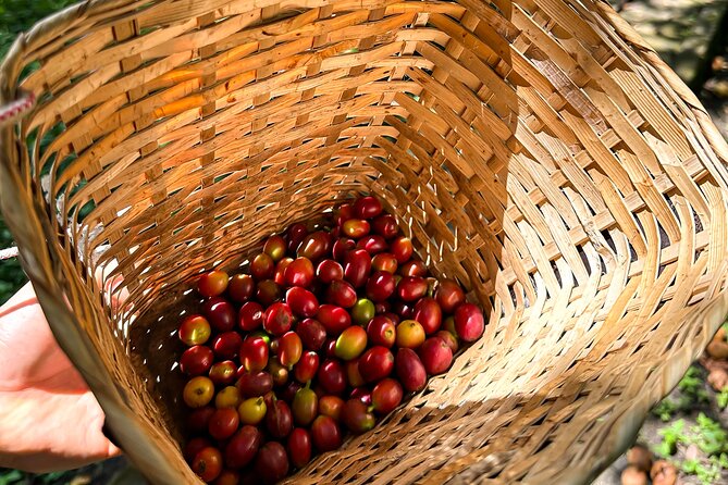 Full Day Learning About the Process of the Best Coffee in the World - Highlights of the Days Activities