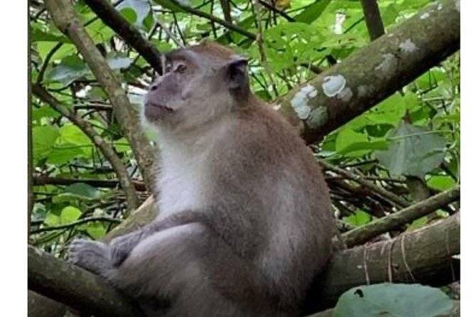 Full-Day Orangutans Adventure in Gunung Leuser - Whats Included