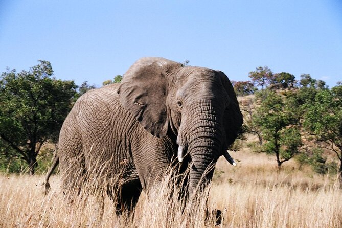 Full Day Pilanesberg Safari Tour - Dining Experience