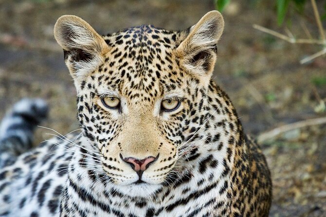 Full Day Private Tour in Chobe - Meeting and Pickup Details
