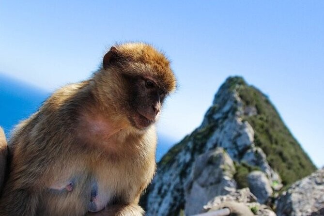 Full Day Private Tour to Gibraltar From Malaga - Health and Accessibility