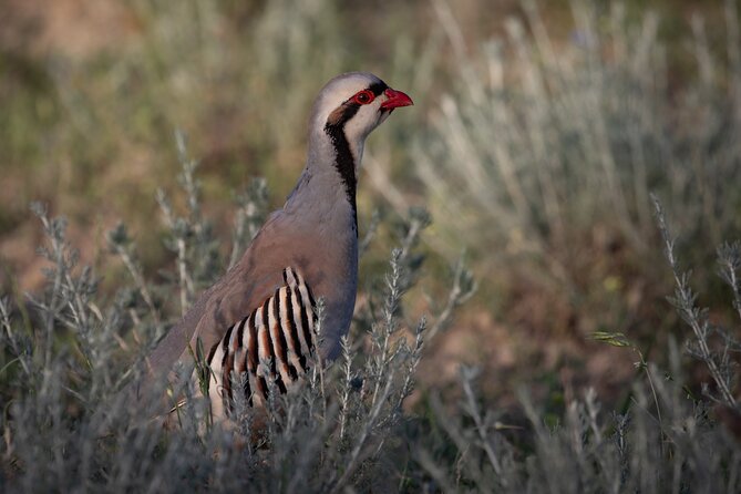 Full-Day Private Wilderness Tour in Vashlovani National Park - Accessibility