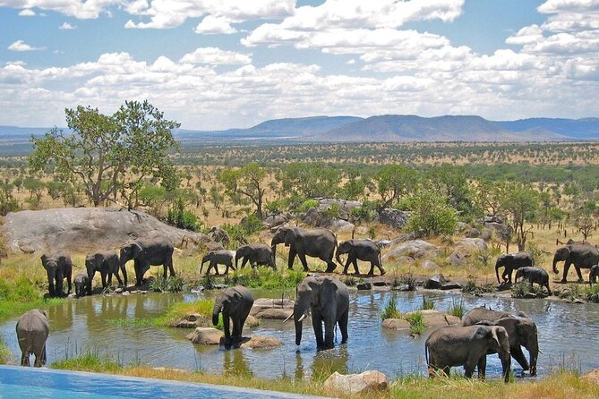 Full Day Safari From Durban to Hluhluwe-Imfolozi Game Reserve - The 4x4 Game Drive Experience