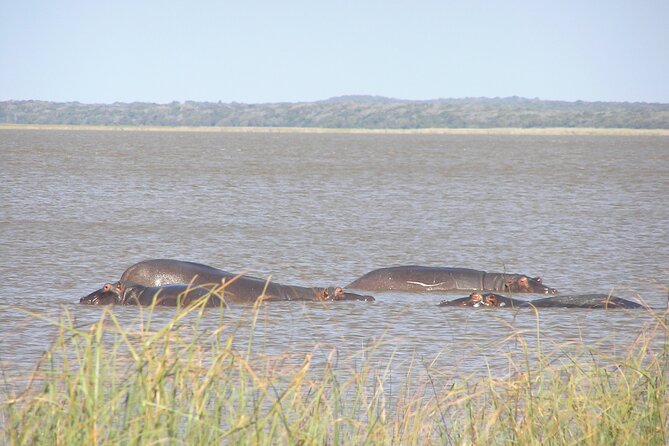Full-Day Safari in Maputo National Park - Safari Pricing Details