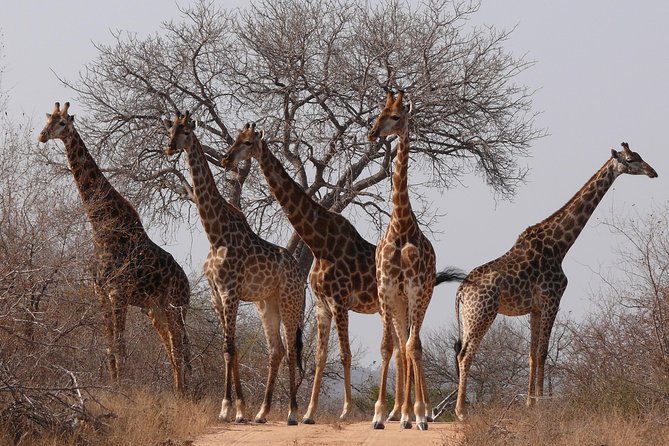 Full Day Safari in the Kruger National Park From Hazyview - Wildlife Viewing and Sightings