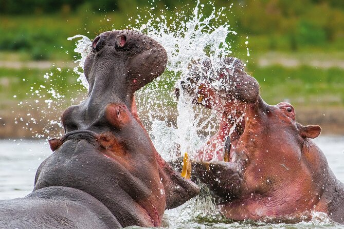 Full Day Safari to Mikumi National Park From Zanzibar With Lunch - Safari Itinerary and Schedule