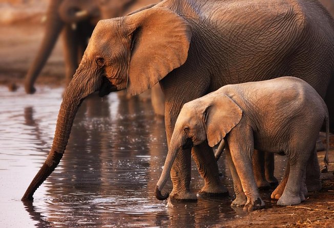 Full Day Safari Tour In Addo Elephant National Park - Meeting and Pickup