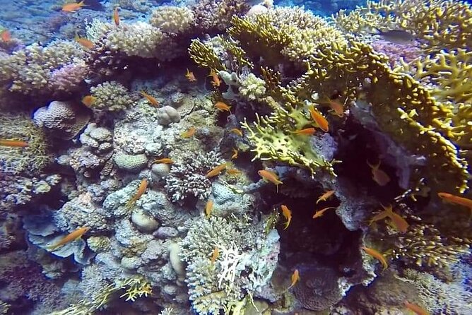 Full-Day Scuba Diving Tour in Hurghada With Lunch & Pick-Up - Diving Experiences