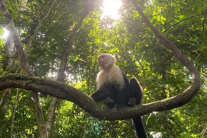 Full-Day Shared Tour in Manuel Antonio With Lunch - Meeting and Pickup Details