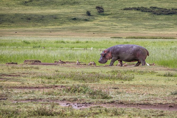 Full Day To Arusha National Park - Inclusions of the Tour